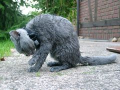 Kater Paul nach dem Bad im Gartenteich