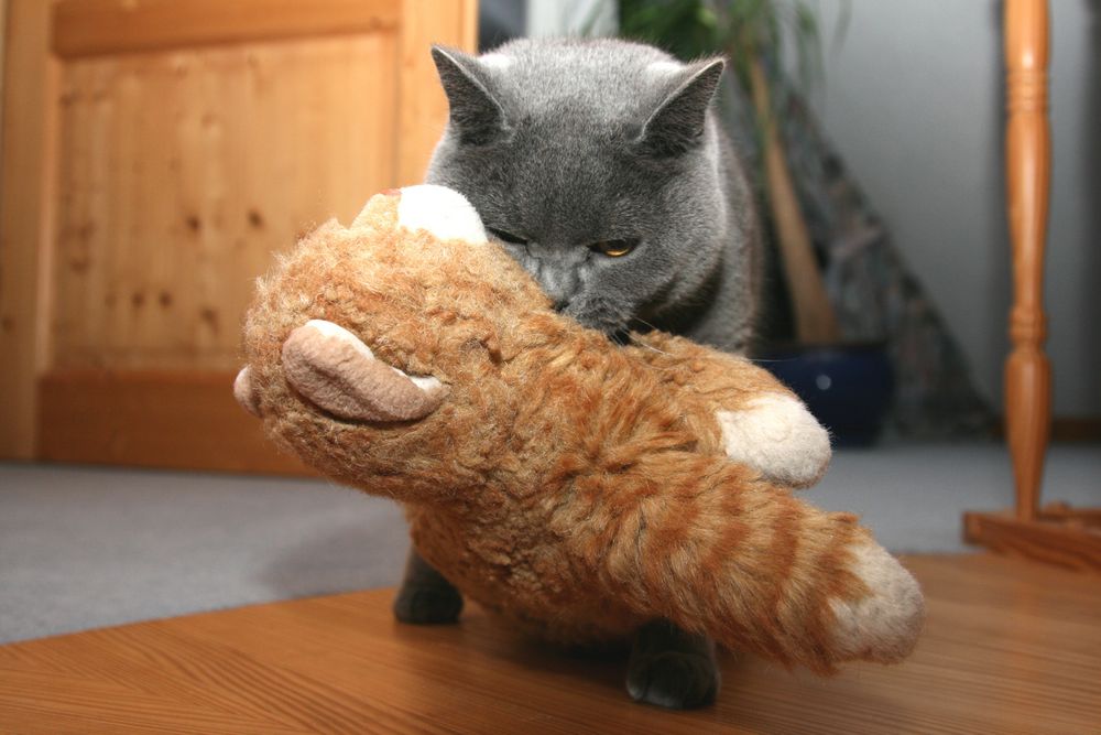 Kater Paul verschleppt seine geliebte Plüschkatze