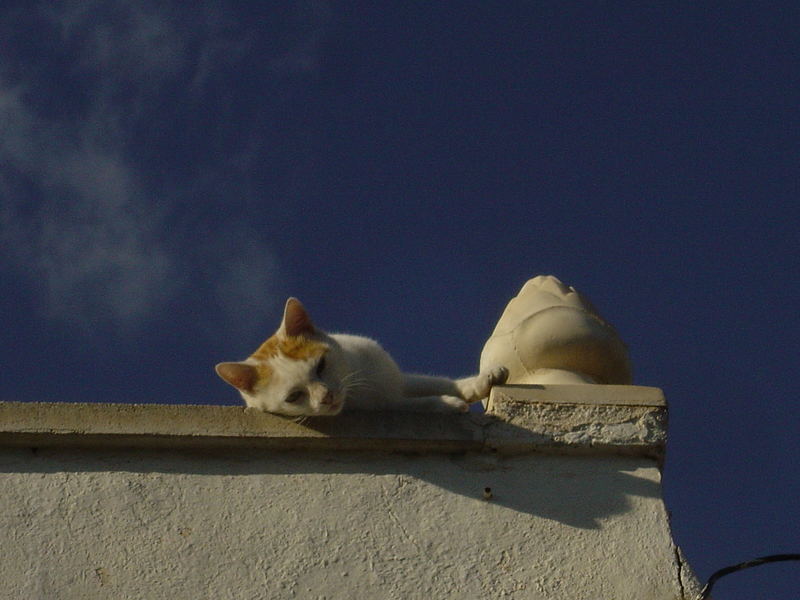 Kater Pepe macht Siesta