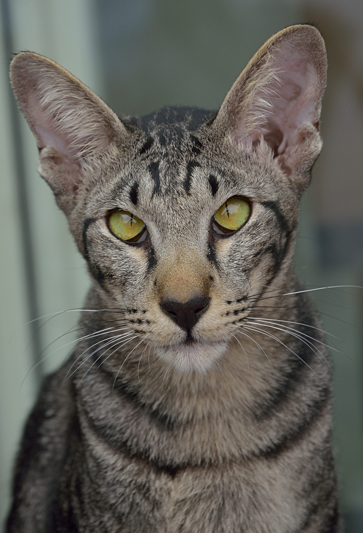 Kater Pepito (Bruder von Kater Primus)