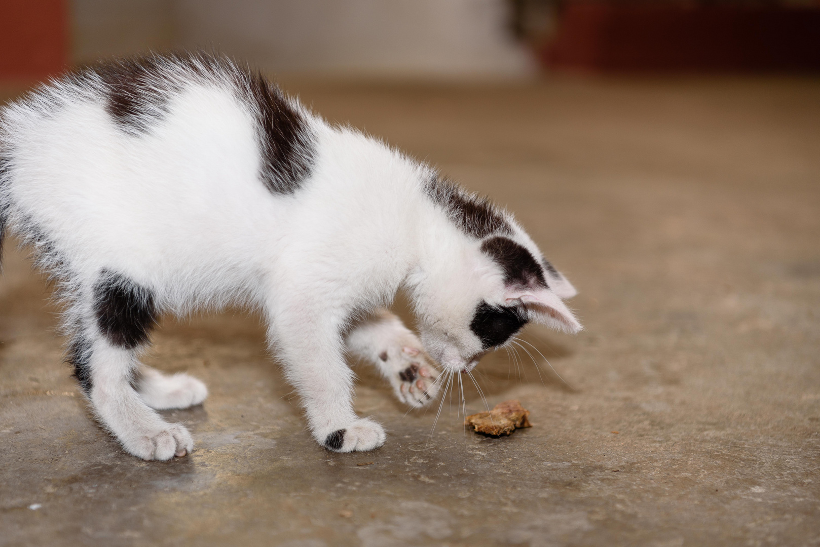 Kater Peter spielt Hund