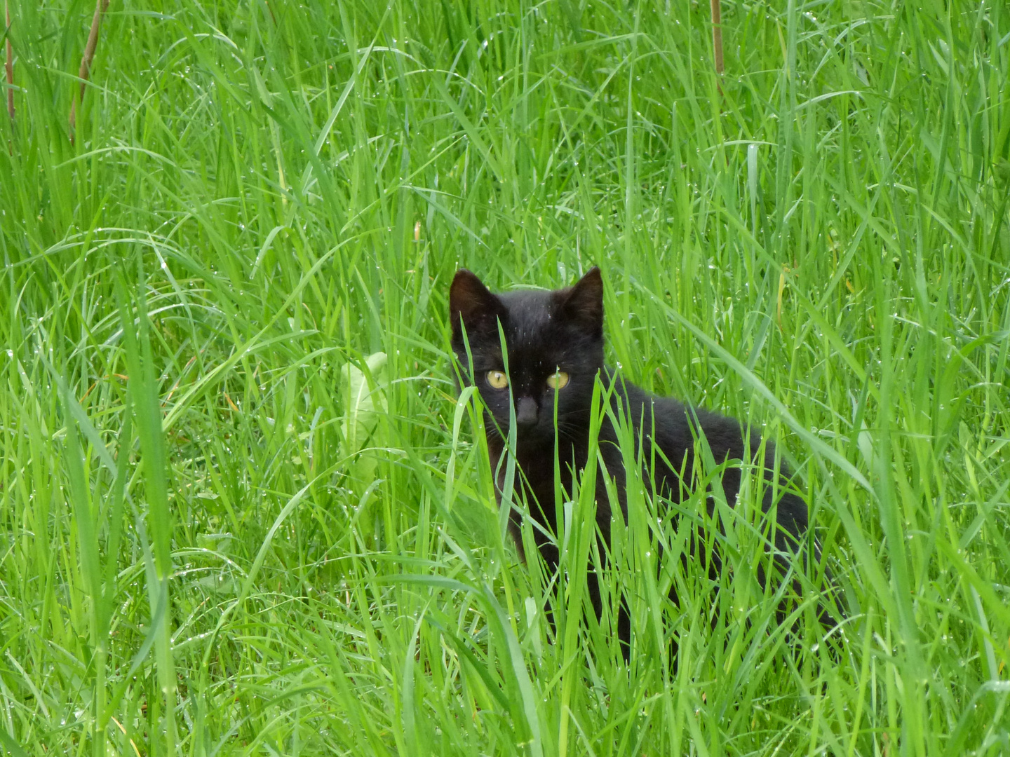 Kater Philipp wartet auf die Mäuseparade