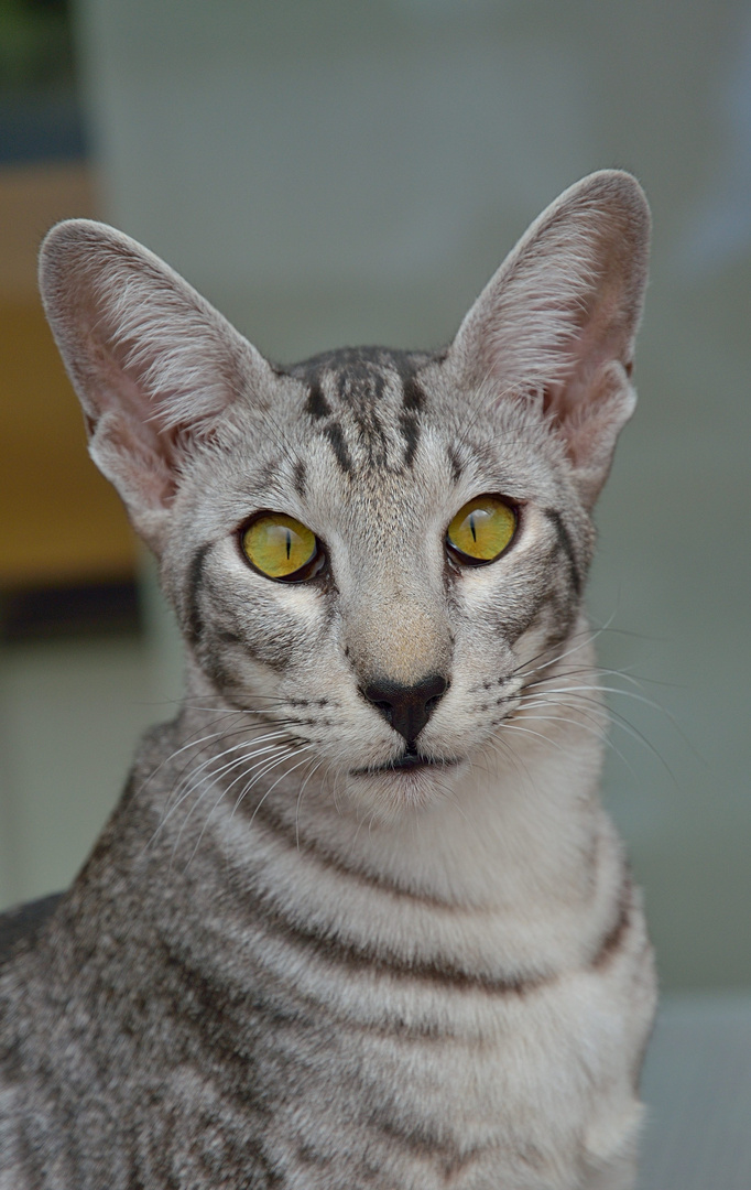 Kater Primus (Bruder von Kater Pepito)