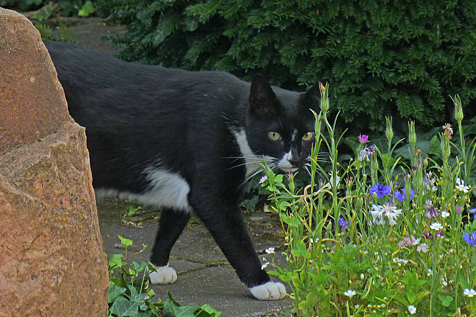 Kater Puma auf Schleichwegen