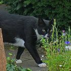 Kater Puma auf Schleichwegen