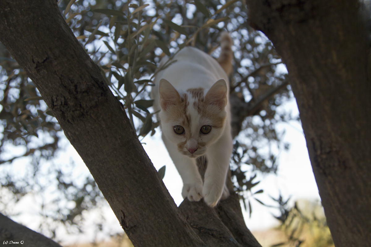 Kater Rocky