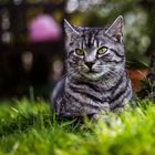 Kater Rocky der Macho