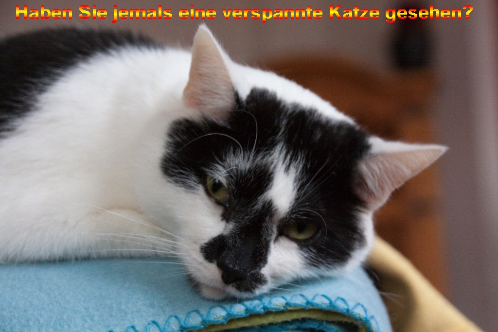 Kater Rudi