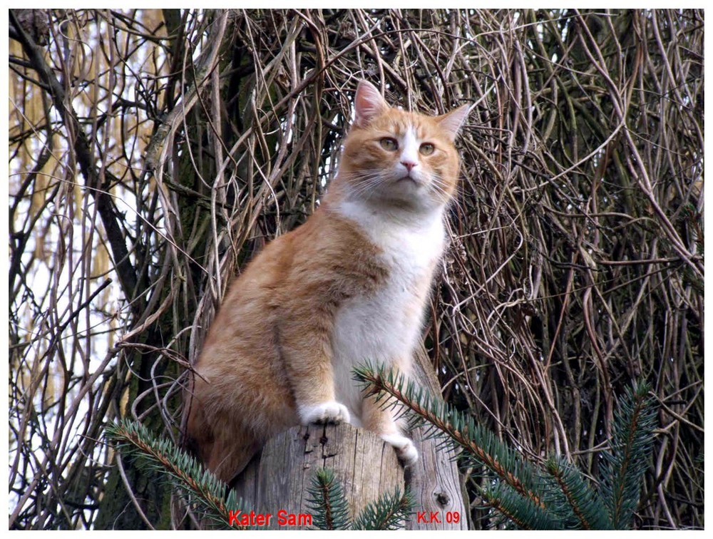 Kater Sam auf Spähposten