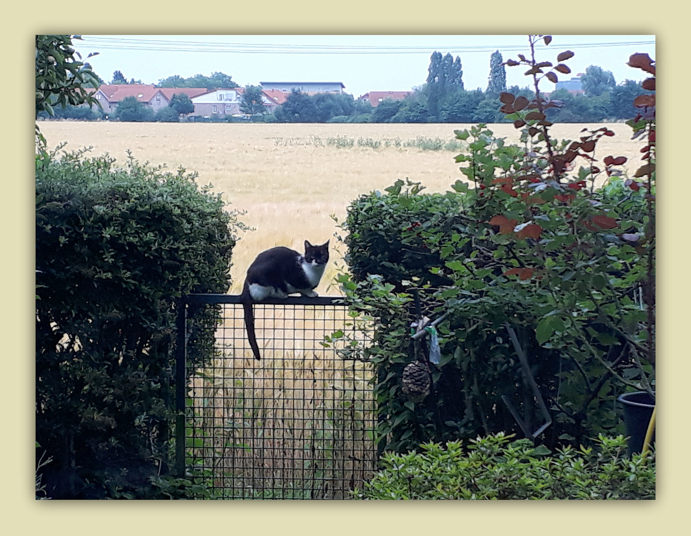 Kater Schlaumeier