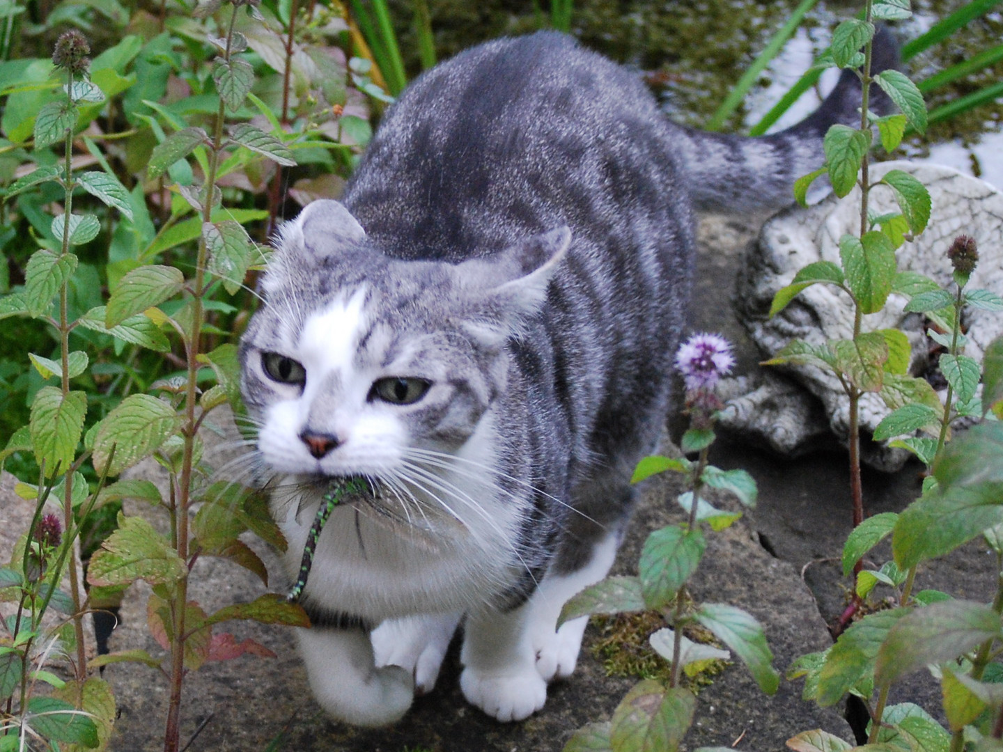 Kater schnappt sich Libelle