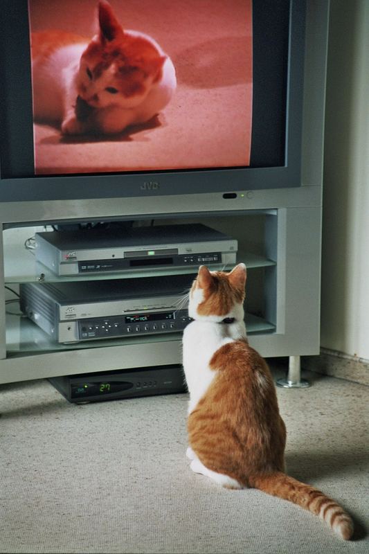 Kater sieht sich sellber