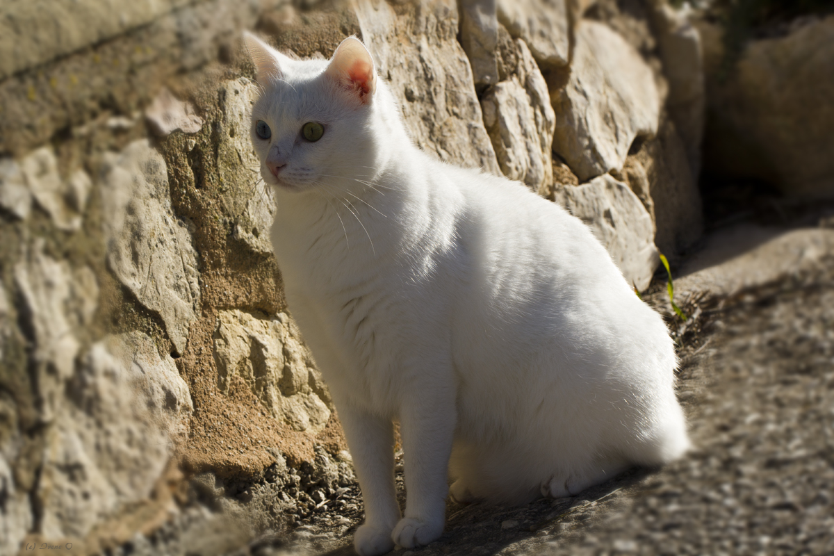 Kater Snowball