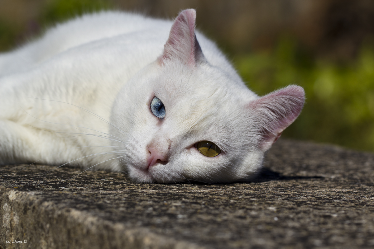 Kater Snowball