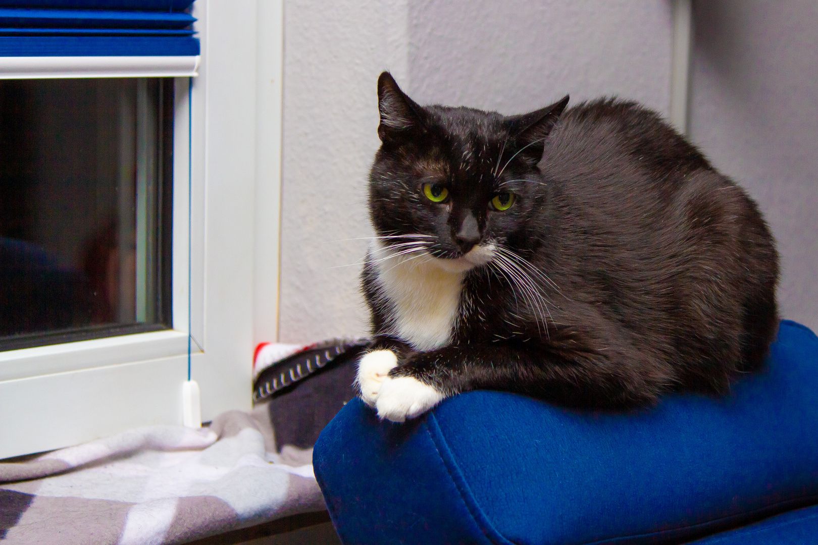 Kater Socke #2