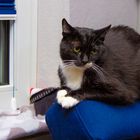 Kater Socke #2