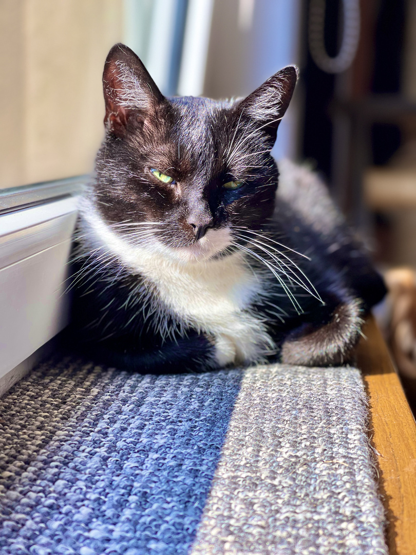 Kater Socke beim Sonnenbad