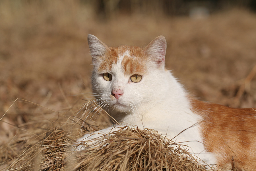 Kater Speibl