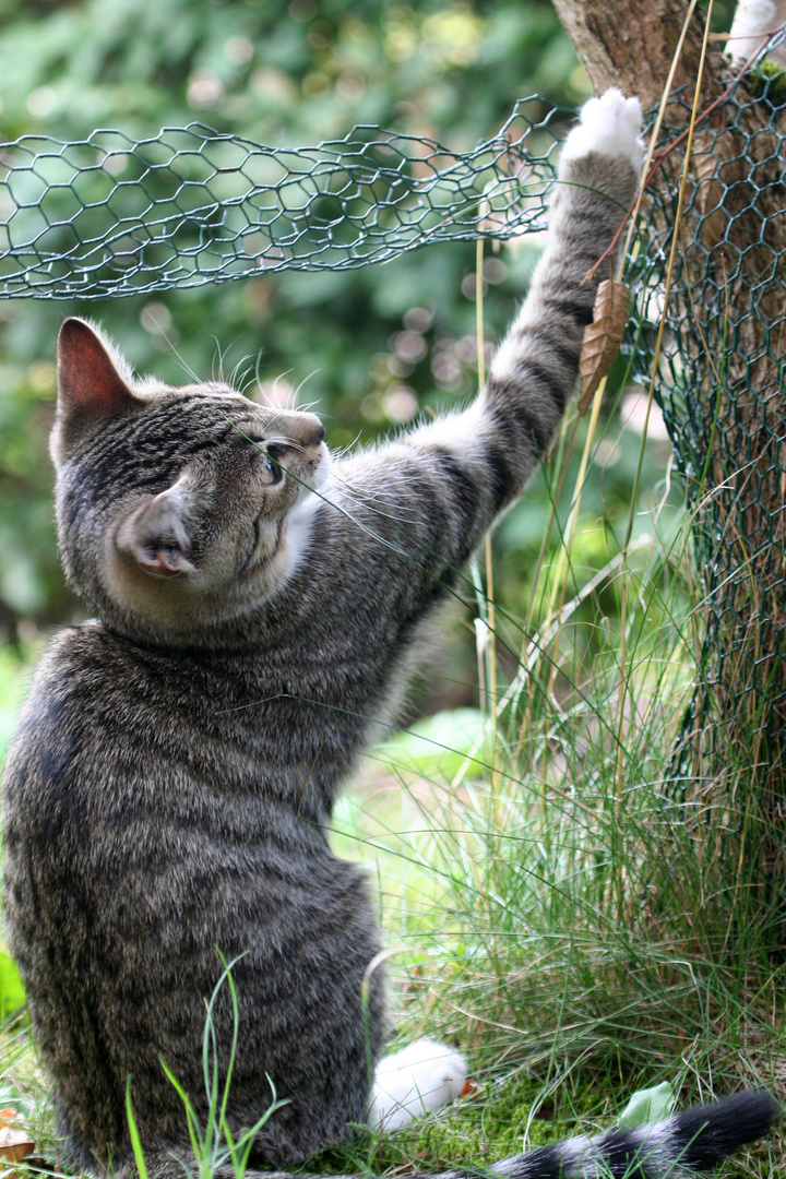 Kater spielend