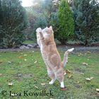 Kater spielt in der Herbstsonne