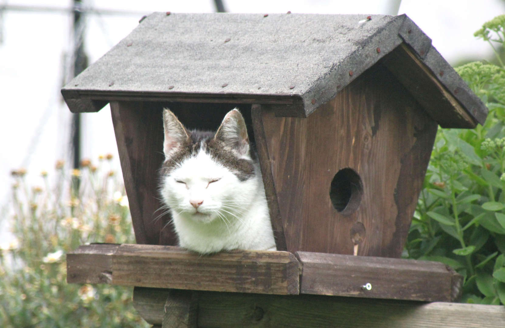 Kater Toni .Wann kommt mein Essen?