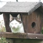 Kater Toni .Wann kommt mein Essen?