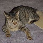Kater "Twister" 1999 #1