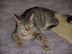 Kater "Twister" 1999 #1