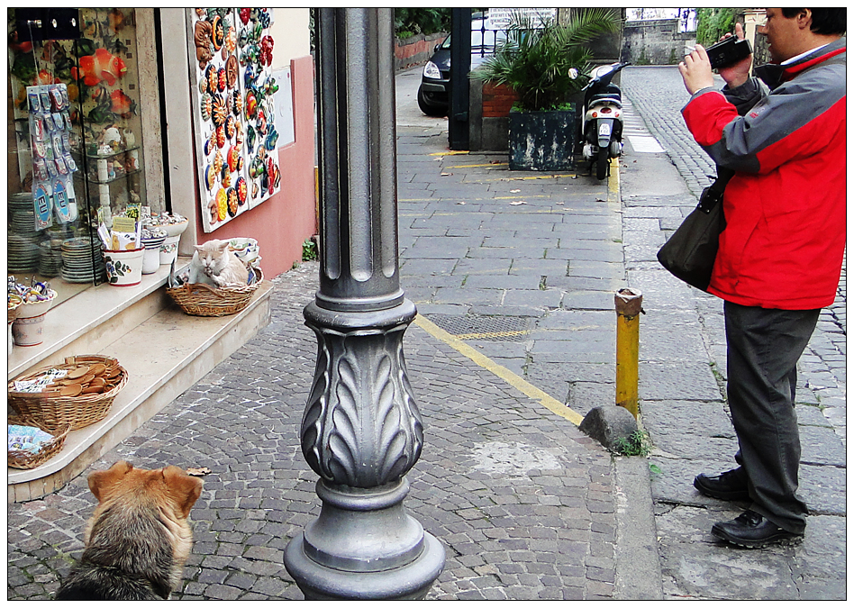 Kater, unbeschnitten