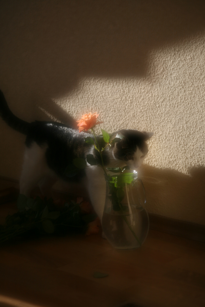 Kater und die Rose!