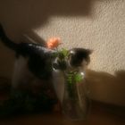 Kater und die Rose!