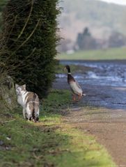 Kater und Erpel