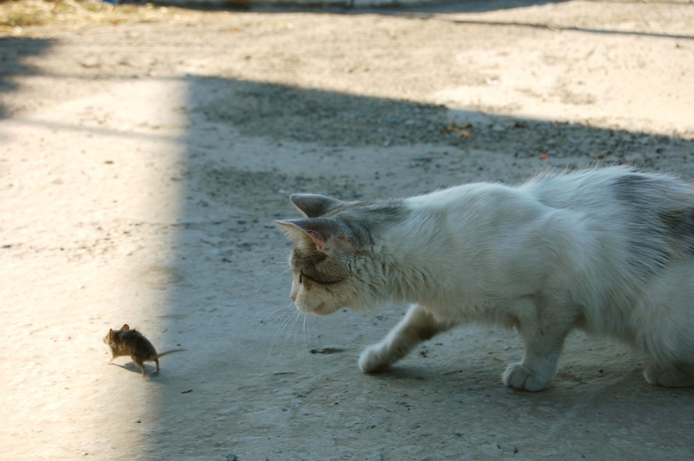 Kater und Maus