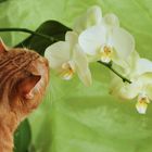 Kater und Orchidee