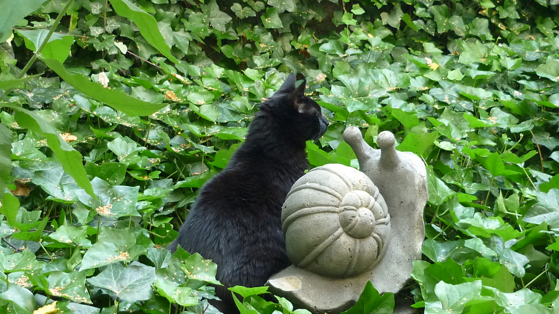 Kater und Schnecke