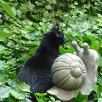 Kater und Schnecke