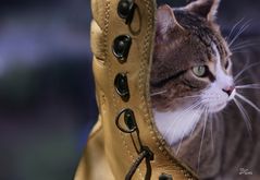 Kater und Schuh