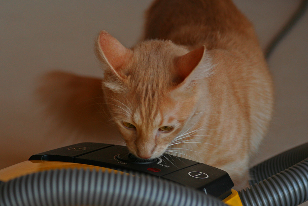 Kater und Technik