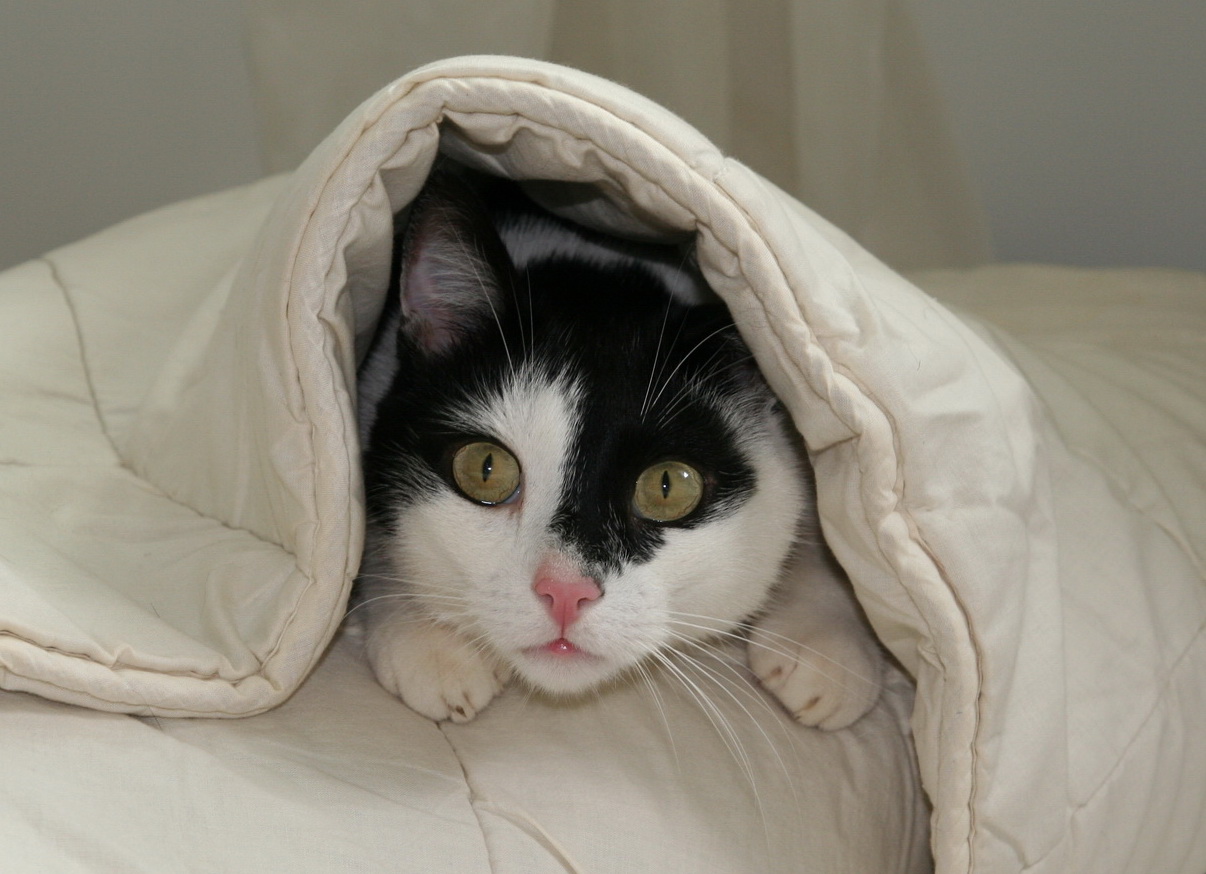 Kater unter Bettdecke Foto & Bild tiere, haustiere, katzen Bilder auf