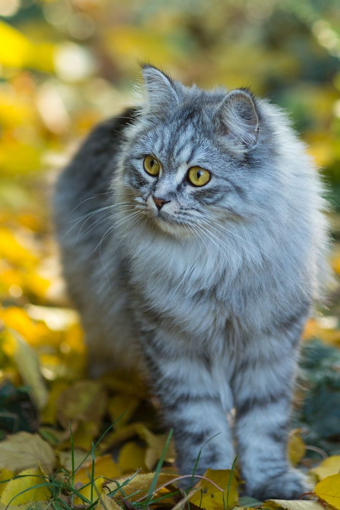 Kater vor Herbstlaub