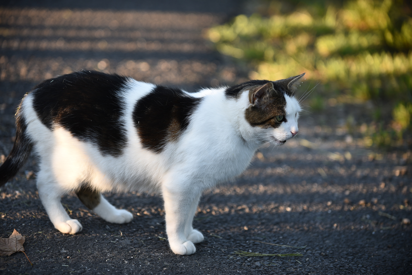 Kater Whiskey : Was schaut er?