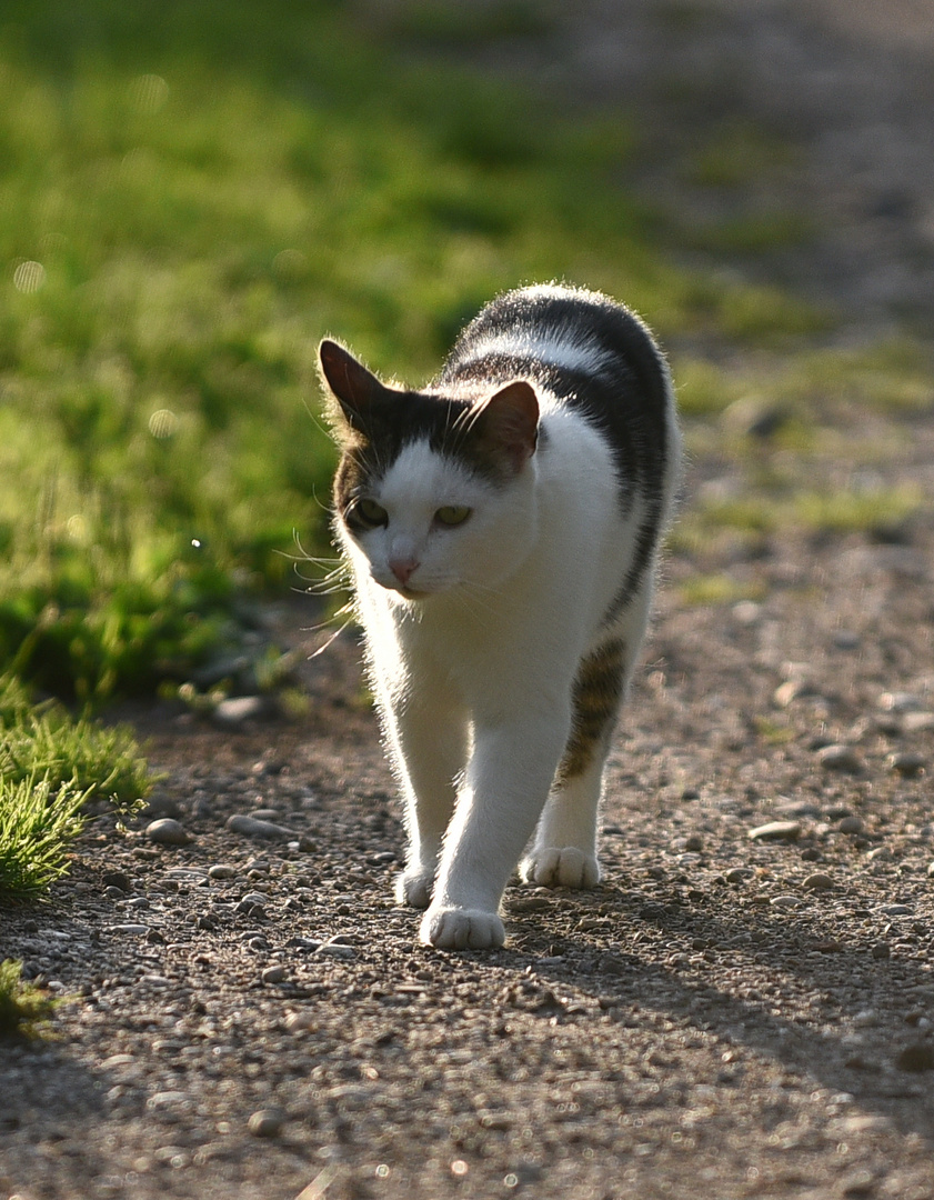 Kater Whisky auf der Jagd