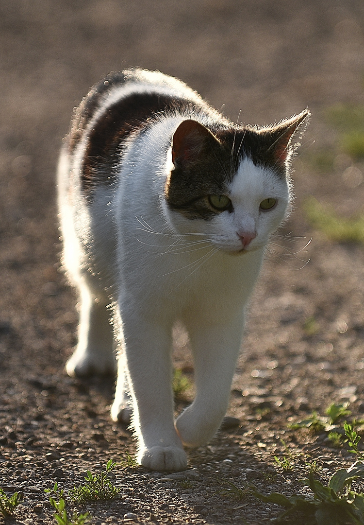 Kater Whisky auf der Jagd