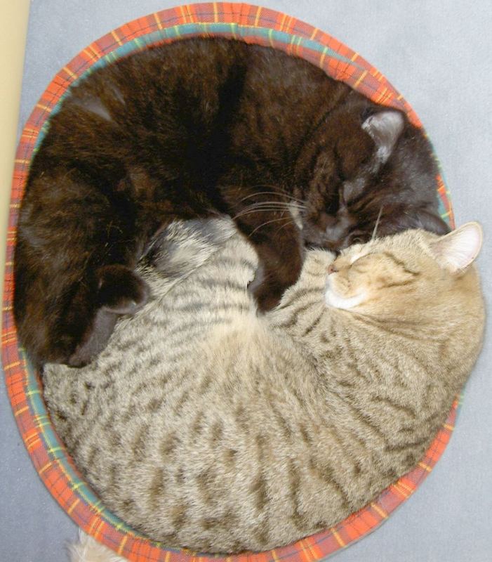 Kater YingYang