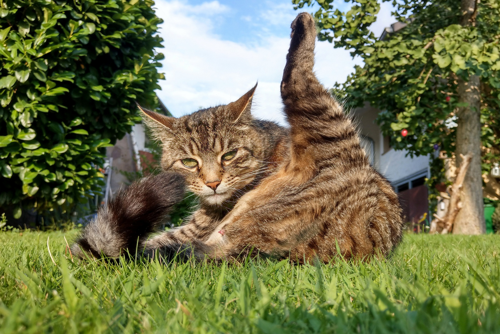 Kater-Yoga (1)