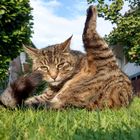 Kater-Yoga (1)