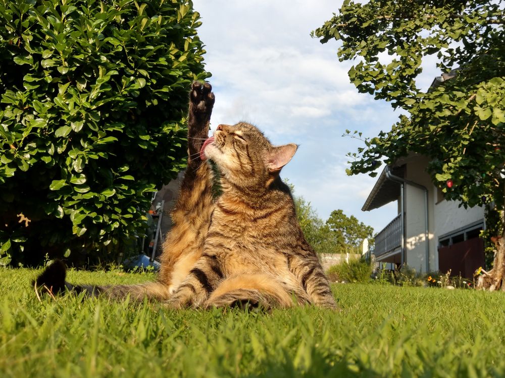 Kater-Yoga (2)