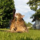 Kater-Yoga (2)