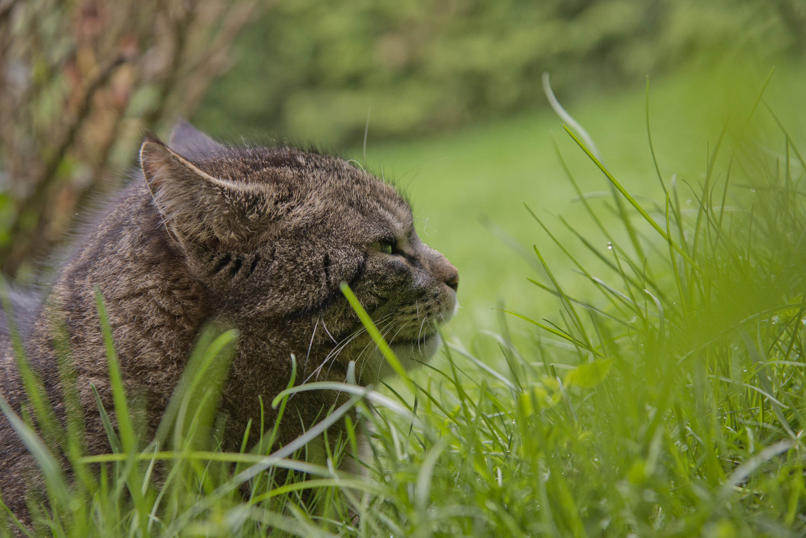 Kater Zwack