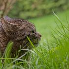 Kater Zwack